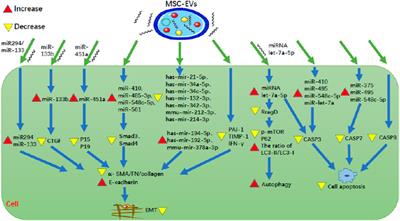 Potential Therapeutic Effect and Mechanisms of Mesenchymal Stem Cells-Extracellular Vesicles in Renal Fibrosis